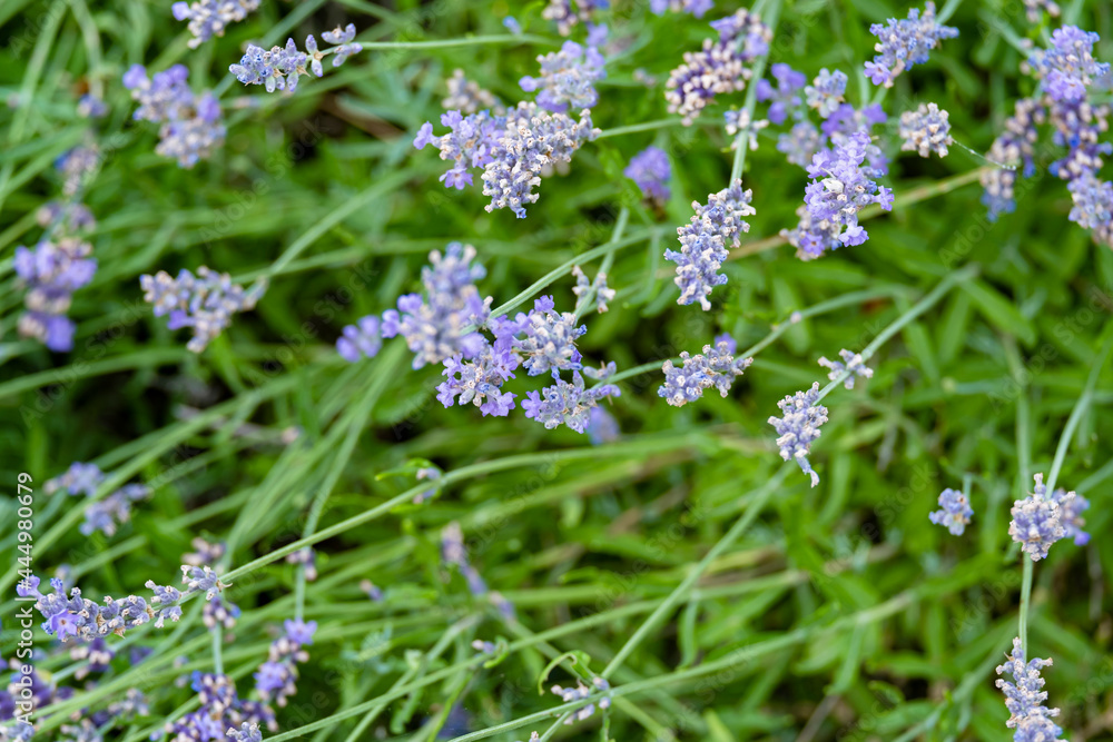 Fototapeta premium Beautiful blooming lavender on the farm.