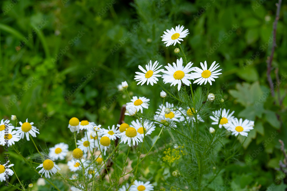 Fototapeta premium Medical chamomile, flower background. Beautiful useful flowers.