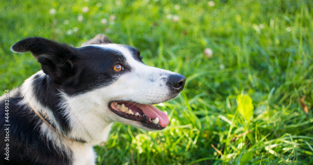 border collie dog spring portrait walking in green fields
