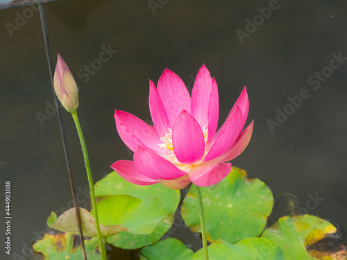 pink water lilies