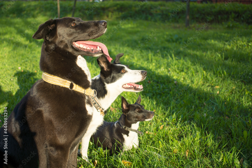 head shot of three dogs of blurry green background. Side profile view
