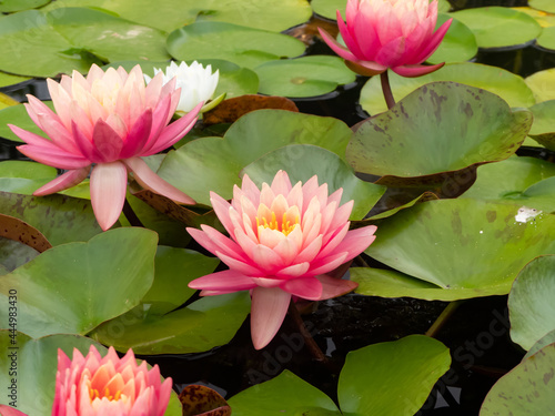 pink water lilies