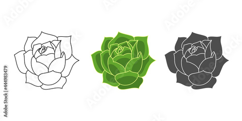 Set succulent echeveria greenovia - color green, doodle, simple. Collection isolated element on white background. Home plant for print and design. Desert flower hand drawn, vector illustration