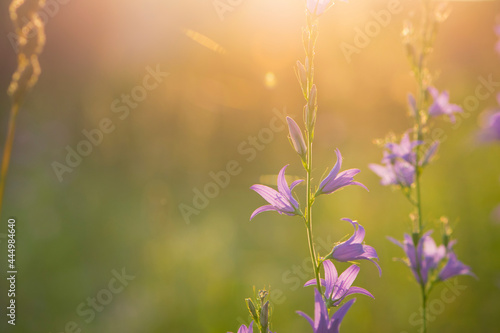 Campanula. purple flower  bells in the rays of the setting sun. Field bell in the thick grass. beautiful delicate flower  close-up. floral background  evening time
