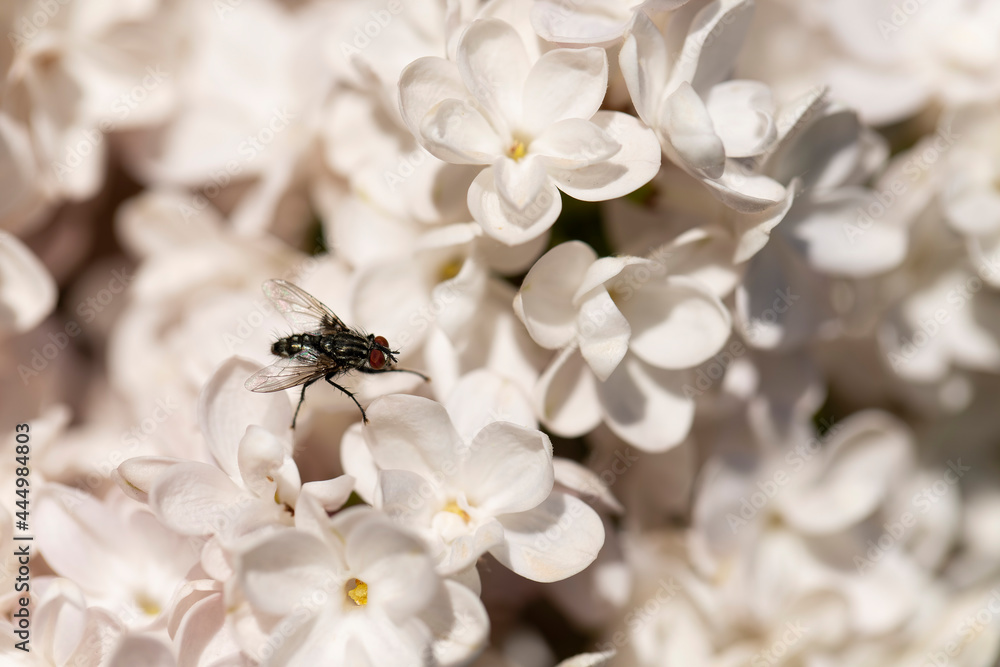 Syringa vulgaris, flowering lilac in a garden with bee or flower beetle Syringa vulgaris, flowering lilac in a garden with bee or flower beetle