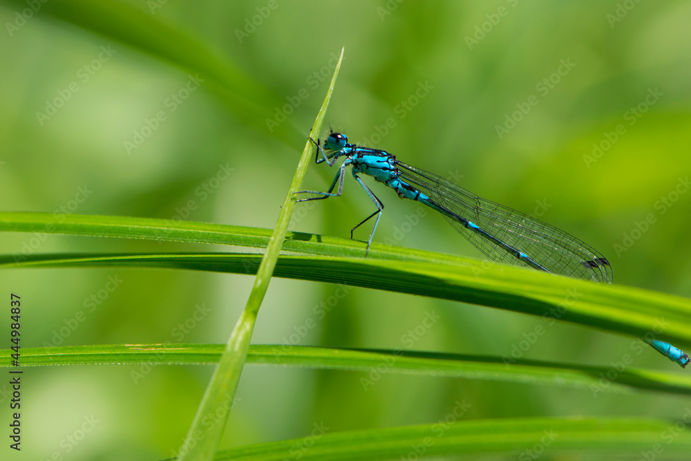 Coenagrionidae. blue dragonfly on a green leaf. A dragonfly with big eyes close-up sits on a green leaf of a river plant. natural blurred green background. macro of a insect. space for text Coenagrionidae. blue dragonfly on a green leaf. A dragonfly with big eyes close-up sits on a green leaf of a river plant. natural blurred green background. macro of a insect. space for text