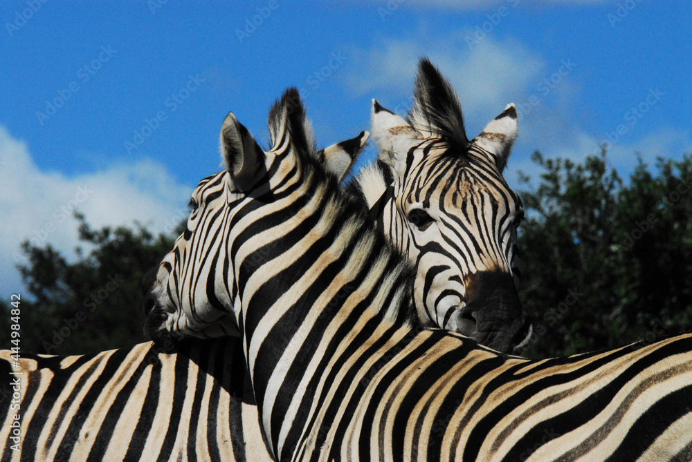 Fototapeta premium Africa- Extreme Close Up of Two Wild Zebras With Necks Crossed