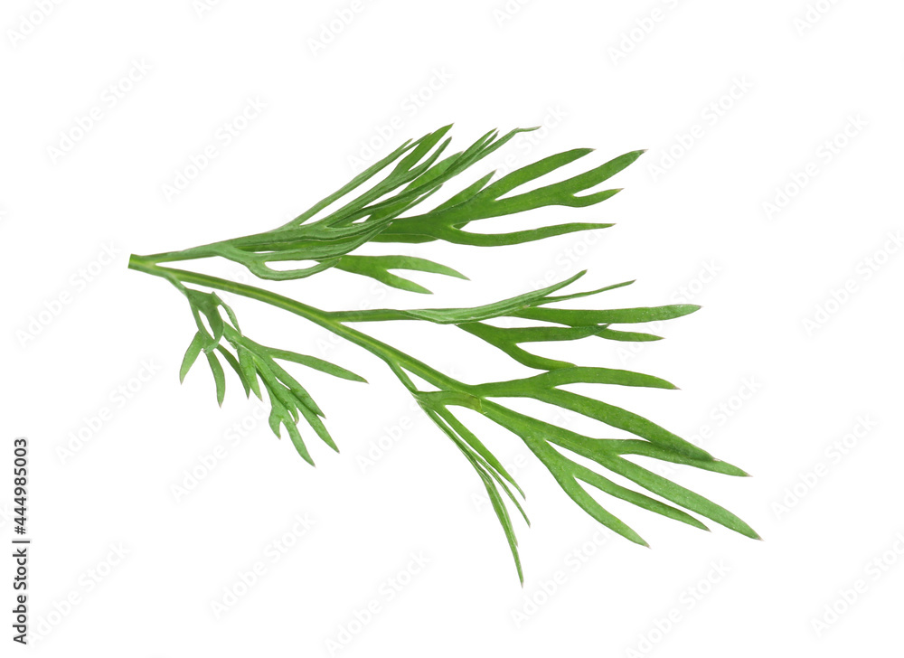 Sprig of fresh dill isolated on white Sprig of fresh dill isolated on white