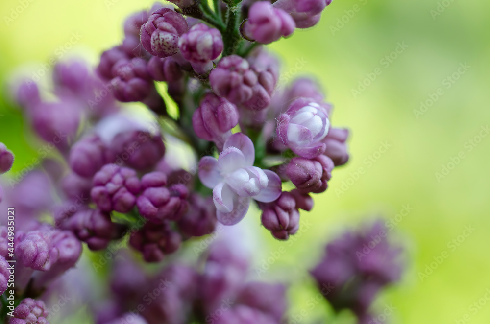 Syringa vulgaris, flowering lilac in a garden with bee or flower beetle Syringa vulgaris, flowering lilac in a garden with bee or flower beetle