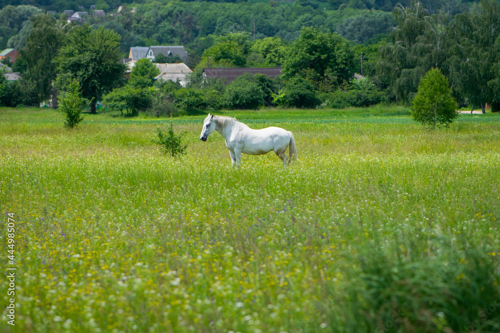 beautiful white horse on green grass in the field. Arabian horse, white horse stands in an agriculture field with juicy grass in sunny weather. strong, hardy and fast animal. grazing in the meadow