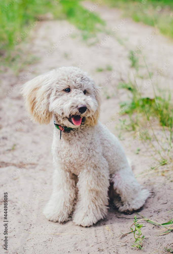 A beautiful and happy white poodle is sitting on a sandy road, his mouth is open, his tongue is visible