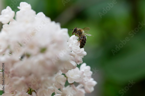 Syringa vulgaris, flowering lilac in a garden with bee or flower beetle