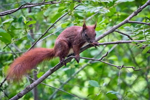 Eurasisches Eichhörnchen ( Sciurus vulgaris ). © Michael