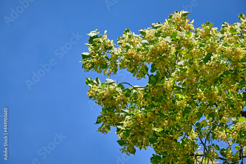 Blühende Sommerlinde ( Tilia platyphyllos ). photo