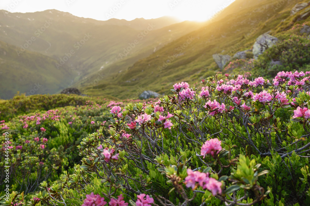 Sonnenuntergang über einem Berghang voller Alpenrosen Sonnenuntergang über einem Berghang voller Alpenrosen