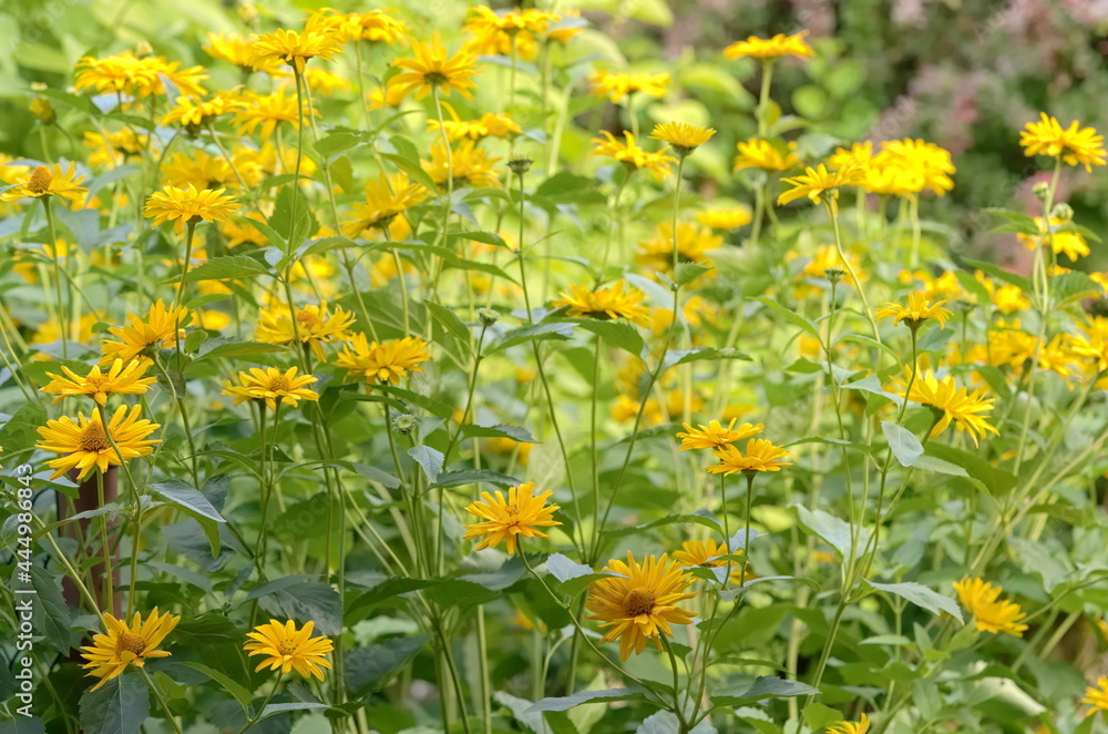 A lot of high, thick yellow flowers on a flower bed in the garden in the summer 