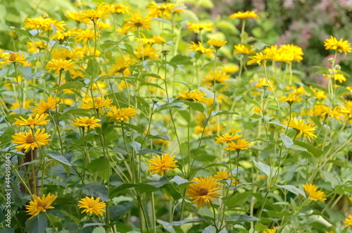 A lot of high, thick yellow flowers on a flower bed in the garden in the summer 