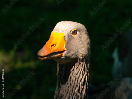 portrait of a goose