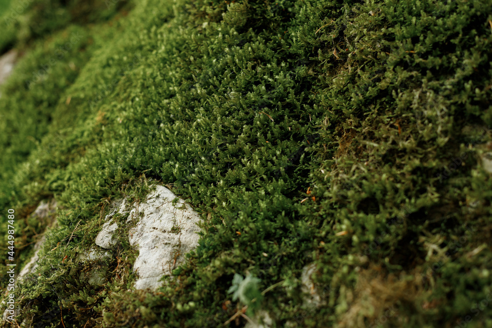 texture of green moss on the rock background nature texture of green moss on the rock background nature