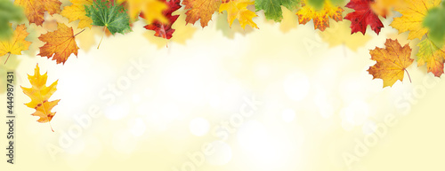Autumn leaves backdrop