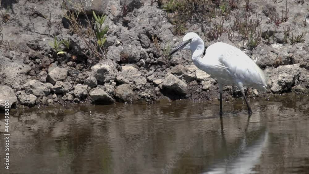 Profile view of heron fishing in super slow motion Profile view of heron fishing in super slow motion