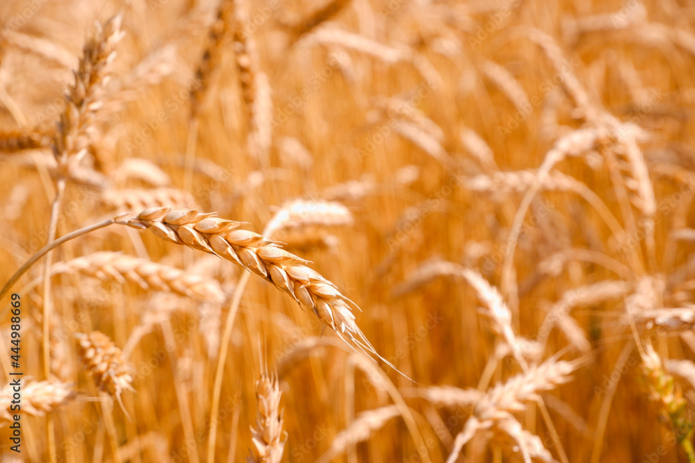 Fototapeta premium Gold background with wheat ears. Close Up wheat field in harvest season with sunlight.
