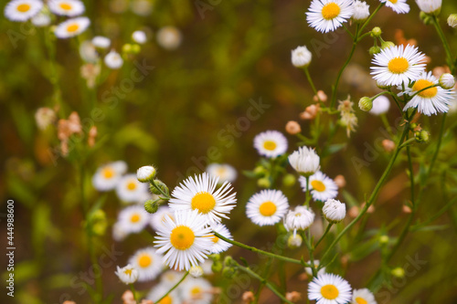 Summer landscape. White Field daisies. Flowers on a green field.