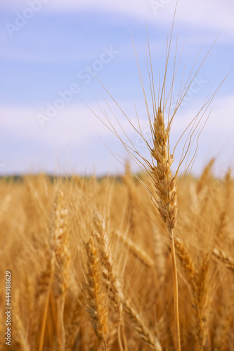 Close-Up Of Stalks In Wheat Field Against Sky. Scenic View Of Wheat Field Against Sky. Golden wheat ears or rye close-up