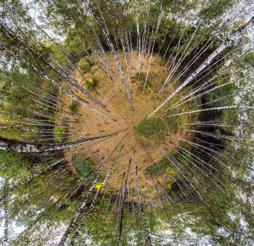 Aerial view on birch forest. Spherical panoramic view.