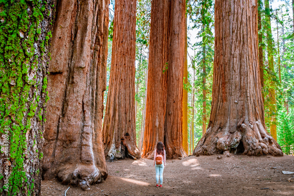 A charming young woman with a backpack walks among giant trees in the forest in Sequoia National Park, USA - obrazy, fototapety, plakaty 