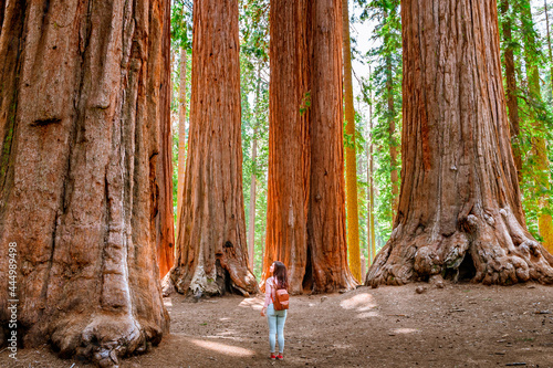 A charming young woman with a backpack walks among giant trees in the forest in Sequoia National Park, USA photo
