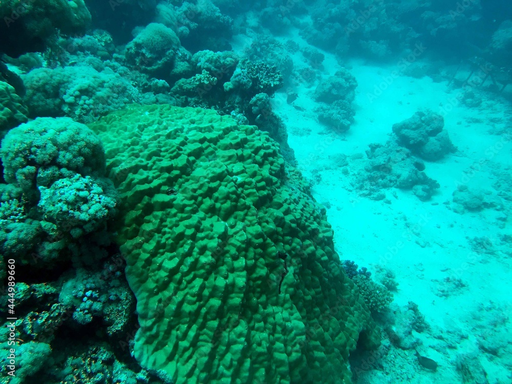 Obraz premium coral reef in sea