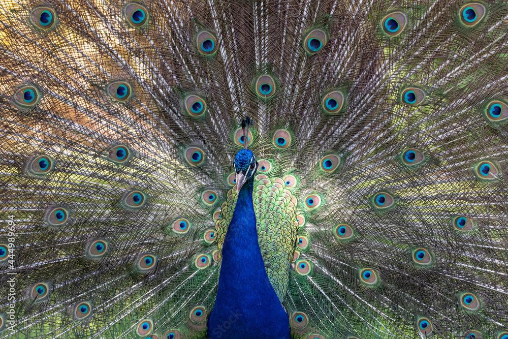 Obraz premium peacock with feathers out