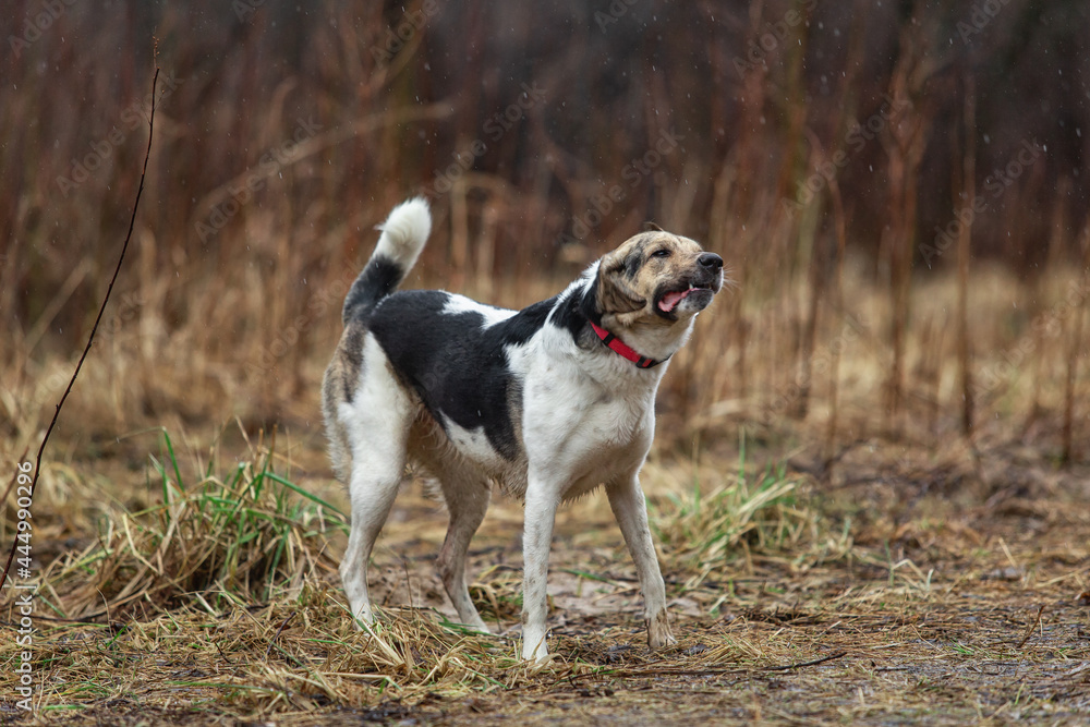 Young sheperd dog shaking off water at nature Young sheperd dog shaking off water at nature
