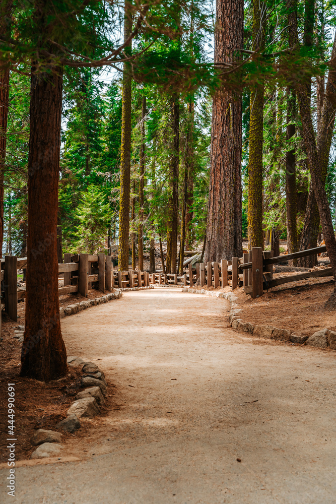 A picturesque forest with huge redwoods in the USA. Scenic landscape in Sequoia National Park A picturesque forest with huge redwoods in the USA. Scenic landscape in Sequoia National Park