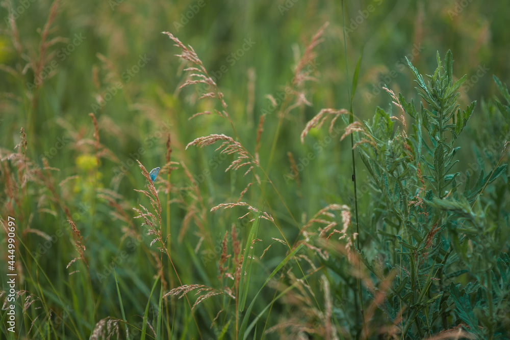 Obraz premium Blue butterfly in the green grass. Background