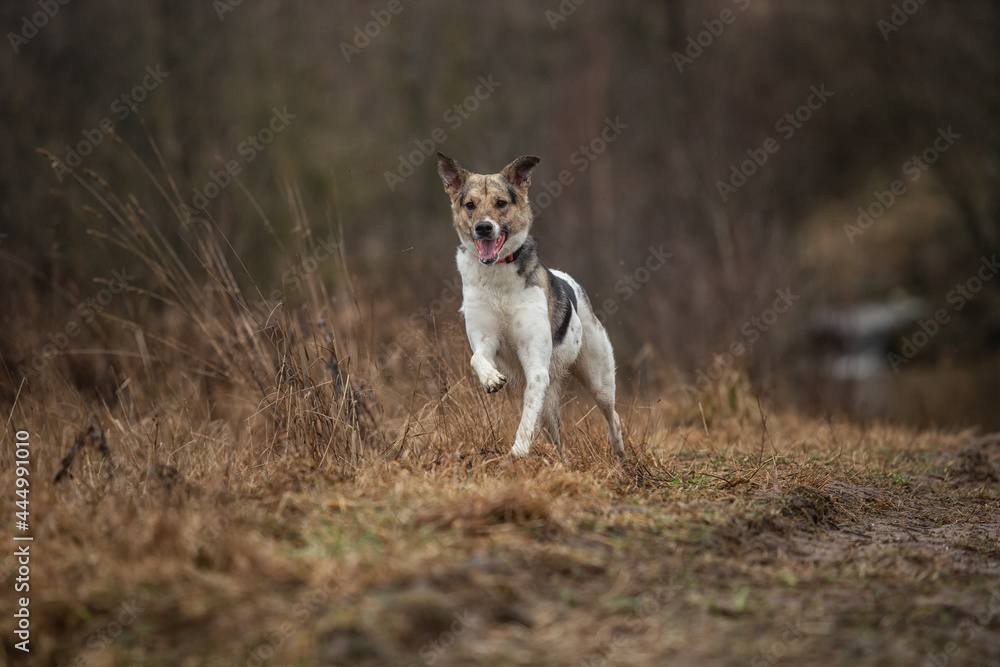 Young sheperd dog shaking off water at nature Young sheperd dog shaking off water at nature