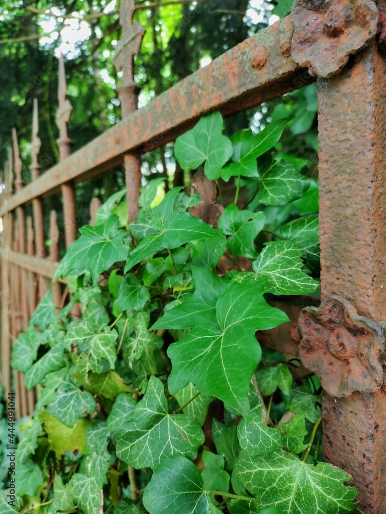 Ivy on an old fence Ivy on an old fence
