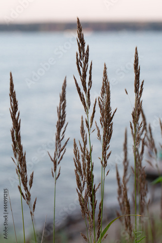 Dry reed on the lake  reed layer  reed seeds. Golden reed grass in the fall in the sun. Abstract natural background. Beautiful pattern with neutral colors. Minimal  stylish  trend concept.