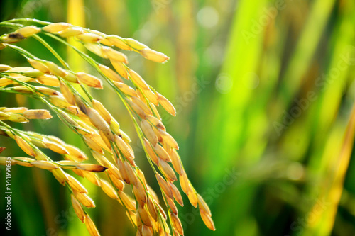 golden ears of rice, close up photo