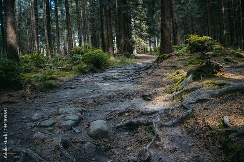 forest, national park, nature, nature, expedition, trees, darkness,