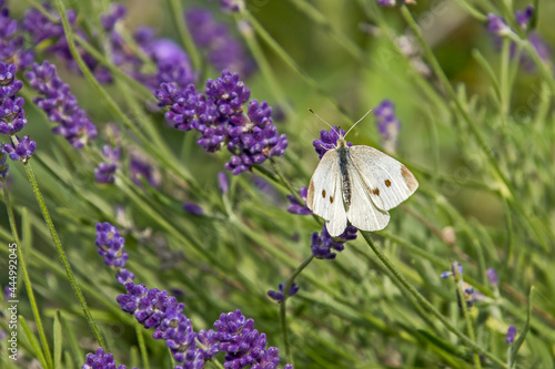 gros plan d'un papillon petit blanc (Pieris rapae) sur une fleur de lavande