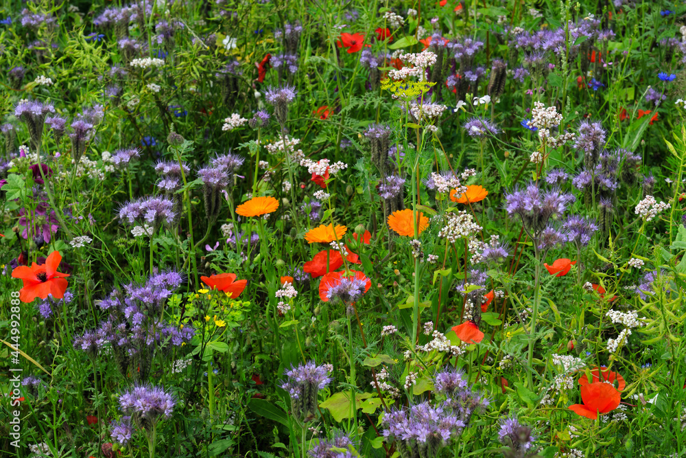 Naturfoto Impression von Wiesenblumen mit Gräsern und bunten Blüten - Stockfoto	