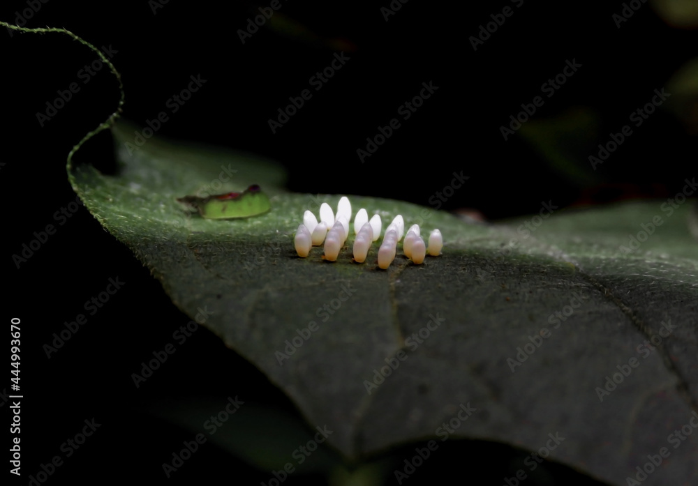 Naklejka premium Parasitic fly eggs. Wild life.