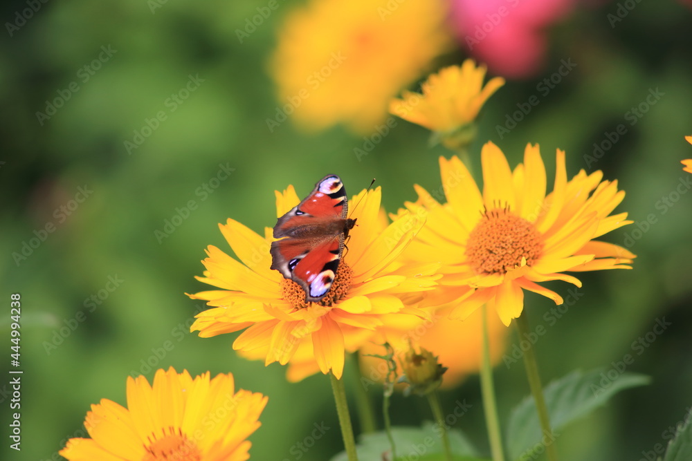 Butterfly on yellow flowers in the garden . High quality photo Butterfly on yellow flowers in the garden . High quality photo