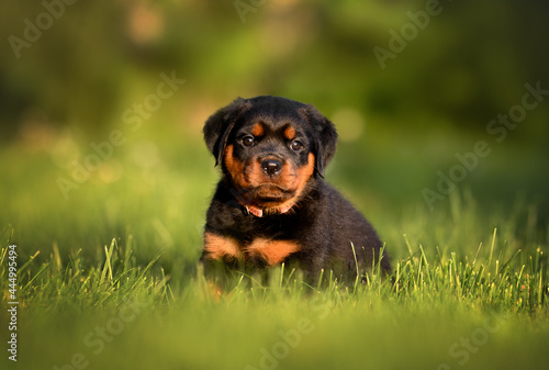 beautiful rottweiler puppy sitting on grass in summer