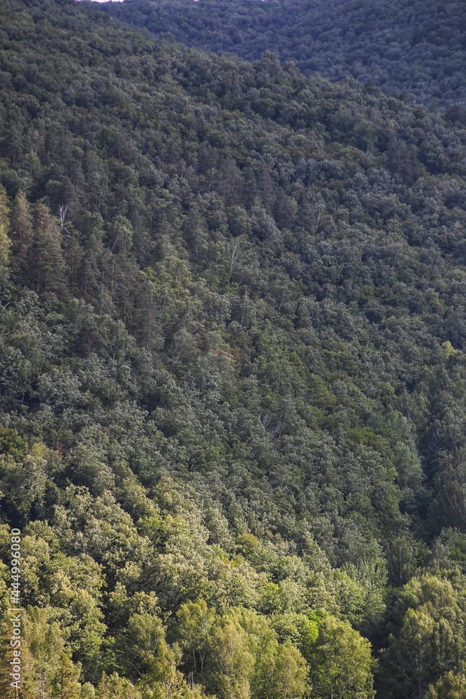 forest in the mountains