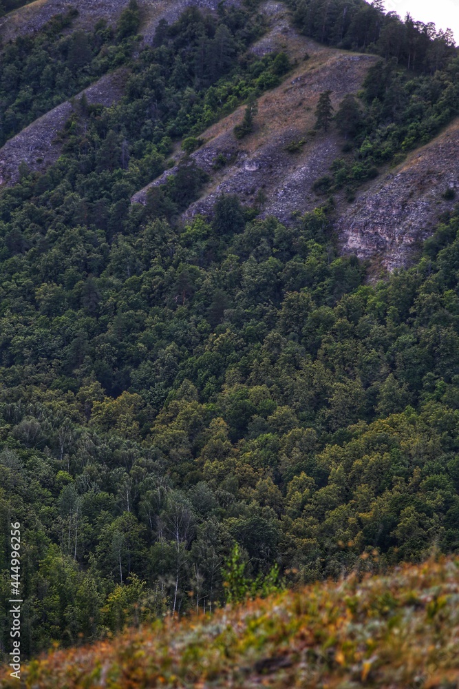 autumn forest in the mountains