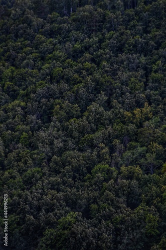 green forest in the morning