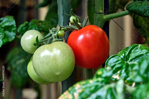 Reife und unreife Tomaten am Strauch ( Solanum lycopersicum ). photo